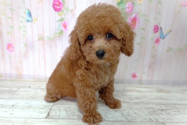長野県のトイプードル(トイ) (Coo&RIKU松本店/2026年2月25日生まれ/女の子/レッド)の子犬の3枚目の画像