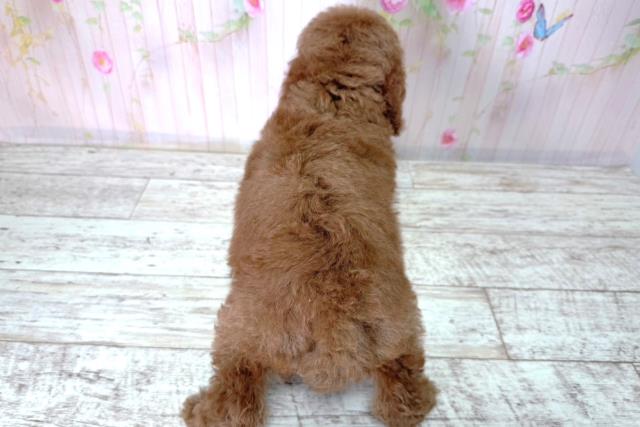 長野県のトイプードル(トイ) (Coo&RIKU松本店/2026年2月25日生まれ/女の子/レッド)の子犬の4枚目の画像