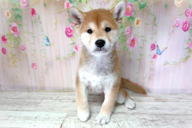 北海道の柴犬(標準サイズ) (Coo&RIKU函館店/2026年2月25日生まれ/男の子/赤)の子犬の1枚目の画像