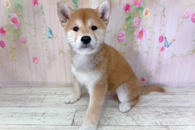 北海道の柴犬(標準サイズ) (Coo&RIKU函館店/2026年2月25日生まれ/男の子/赤)の子犬の2枚目の画像