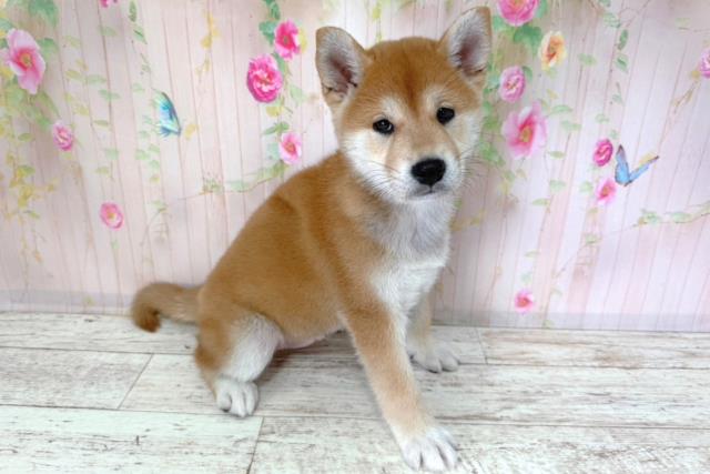 北海道の柴犬(標準サイズ) (Coo&RIKU函館店/2026年2月25日生まれ/男の子/赤)の子犬の3枚目の画像