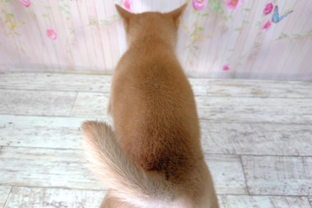 北海道の柴犬(標準サイズ) (Coo&RIKU函館店/2026年2月25日生まれ/男の子/赤)の子犬の4枚目の画像