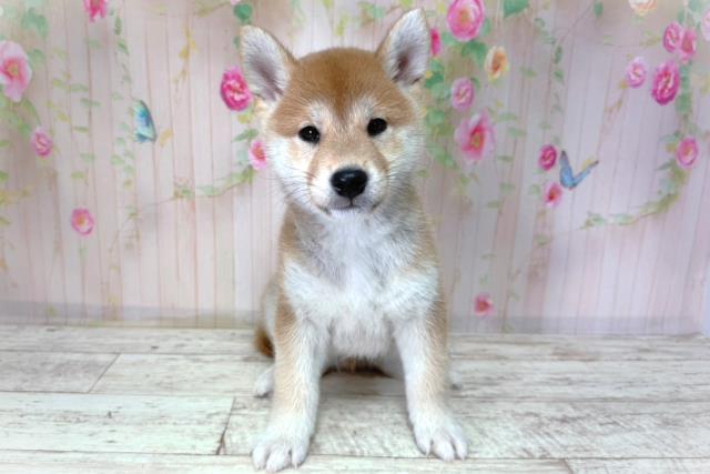 北海道の柴犬(標準サイズ) (Coo&RIKU帯広店/2026年2月25日生まれ/男の子/赤)の子犬の1枚目の画像