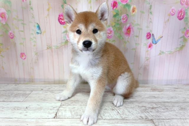 北海道の柴犬(標準サイズ) (Coo&RIKU帯広店/2026年2月25日生まれ/男の子/赤)の子犬の2枚目の画像