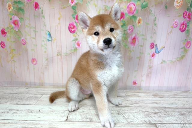 北海道の柴犬(標準サイズ) (Coo&RIKU帯広店/2026年2月25日生まれ/男の子/赤)の子犬の3枚目の画像