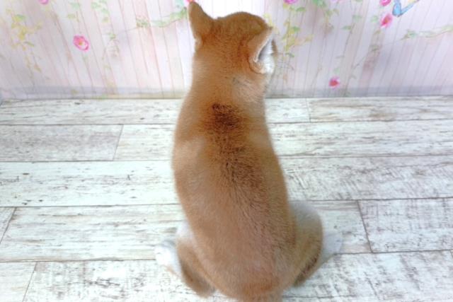 北海道の柴犬(標準サイズ) (Coo&RIKU帯広店/2026年2月25日生まれ/男の子/赤)の子犬の4枚目の画像