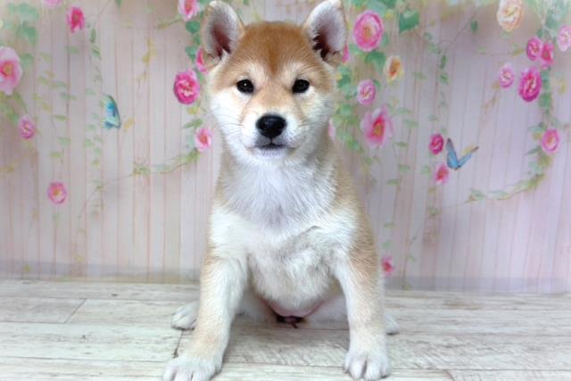 北海道の柴犬(標準サイズ) (Coo&RIKU釧路店/2026年2月25日生まれ/女の子/赤)の子犬の1枚目の画像