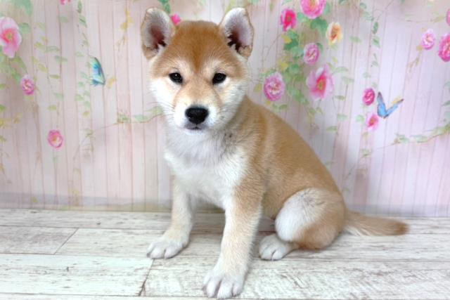 北海道の柴犬(標準サイズ) (Coo&RIKU釧路店/2026年2月25日生まれ/女の子/赤)の子犬の2枚目の画像