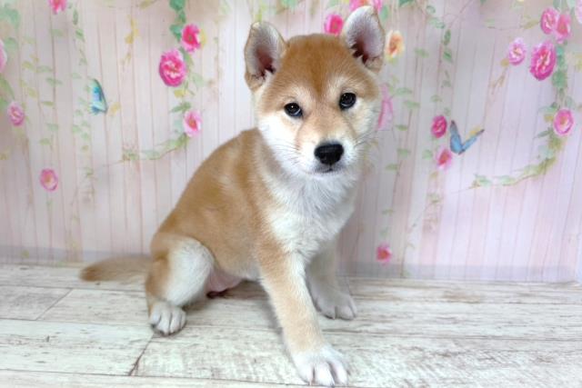 北海道の柴犬(標準サイズ) (Coo&RIKU釧路店/2026年2月25日生まれ/女の子/赤)の子犬の3枚目の画像