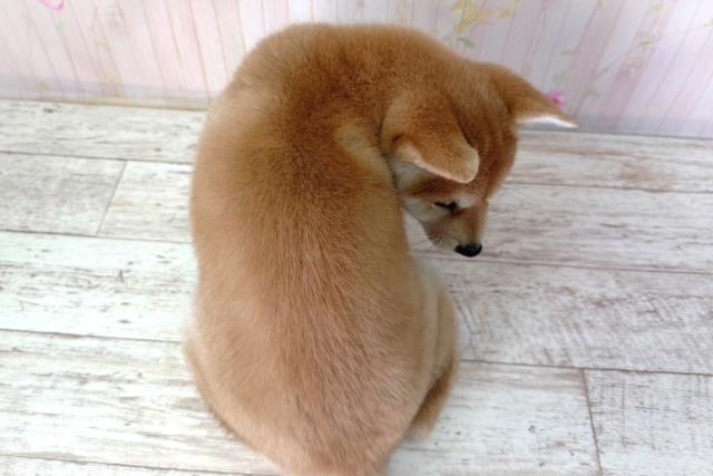 北海道の柴犬(標準サイズ) (Coo&RIKU釧路店/2026年2月25日生まれ/女の子/赤)の子犬の4枚目の画像