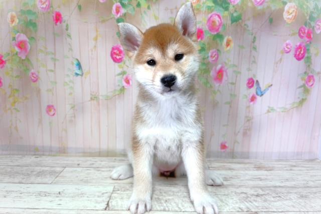 千葉県の柴犬(標準サイズ) (Coo&RIKU東金店/2026年2月25日生まれ/女の子/赤)の子犬の1枚目の画像