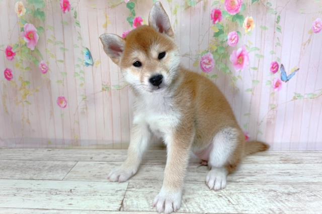 千葉県の柴犬(標準サイズ) (Coo&RIKU東金店/2026年2月25日生まれ/女の子/赤)の子犬の2枚目の画像