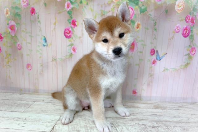 千葉県の柴犬(標準サイズ) (Coo&RIKU東金店/2026年2月25日生まれ/女の子/赤)の子犬の3枚目の画像