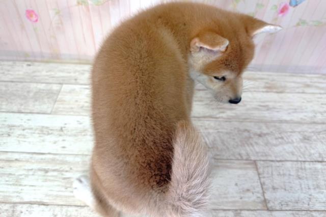 千葉県の柴犬(標準サイズ) (Coo&RIKU東金店/2026年2月25日生まれ/女の子/赤)の子犬の4枚目の画像