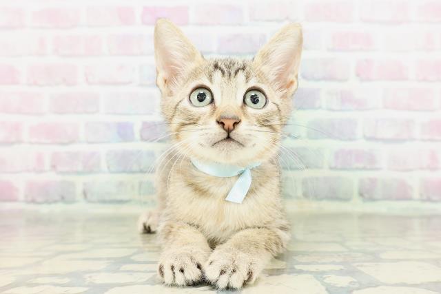 東京都のエジプシャンマウ (Coo&RIKU中野サンモール店/2026年2月21日生まれ/男の子/ブロンズ)の子猫