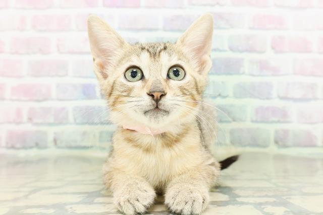 新潟県のエジプシャンマウ (Coo&RIKU新潟西店/2026年2月21日生まれ/女の子/ブロンズ)の子猫