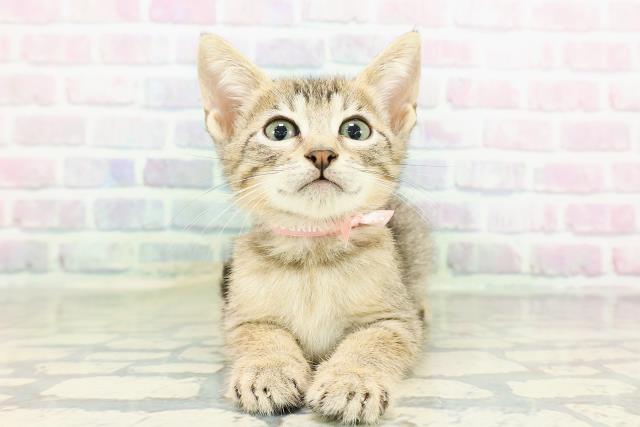 東京都のエジプシャンマウ (Coo&RIKU三軒茶屋店/2026年2月21日生まれ/女の子/ブロンズ)の子猫の1枚目の画像