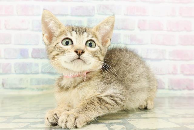 東京都のエジプシャンマウ (Coo&RIKU三軒茶屋店/2026年2月21日生まれ/女の子/ブロンズ)の子猫の2枚目の画像