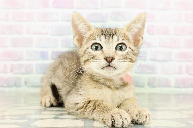 東京都のエジプシャンマウ (Coo&RIKU三軒茶屋店/2026年2月21日生まれ/女の子/ブロンズ)の子猫の3枚目の画像