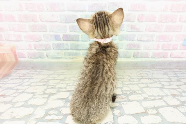 東京都のエジプシャンマウ (Coo&RIKU三軒茶屋店/2026年2月21日生まれ/女の子/ブロンズ)の子猫の4枚目の画像