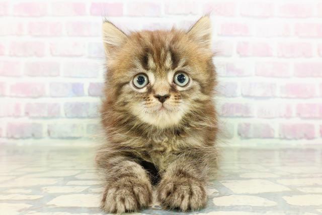 北海道のミヌエット (Coo&RIKU帯広店/2026年2月28日生まれ/男の子/ブラウンタビー)の子猫