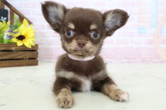 福岡県のチワワ(ロング) (Coo&RIKU大牟田店/2026年2月27日生まれ/女の子/チョコレートタンホワイト)の子犬の1枚目の画像