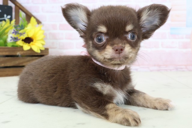 福岡県のチワワ(ロング) (Coo&RIKU大牟田店/2026年2月27日生まれ/女の子/チョコレートタンホワイト)の子犬の2枚目の画像