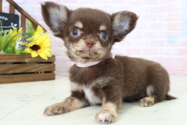 福岡県のチワワ(ロング) (Coo&RIKU大牟田店/2026年2月27日生まれ/女の子/チョコレートタンホワイト)の子犬の3枚目の画像