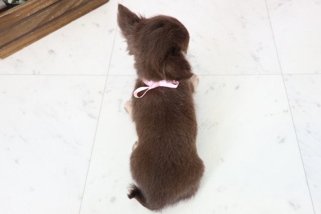 福岡県のチワワ(ロング) (Coo&RIKU大牟田店/2026年2月27日生まれ/女の子/チョコレートタンホワイト)の子犬の4枚目の画像