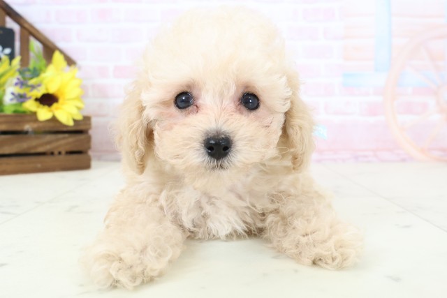 山口県のトイプードル(トイ) (Coo&RIKUシーモール下関店/2026年2月28日生まれ/男の子/ペールフォーン)の子犬の1枚目の画像