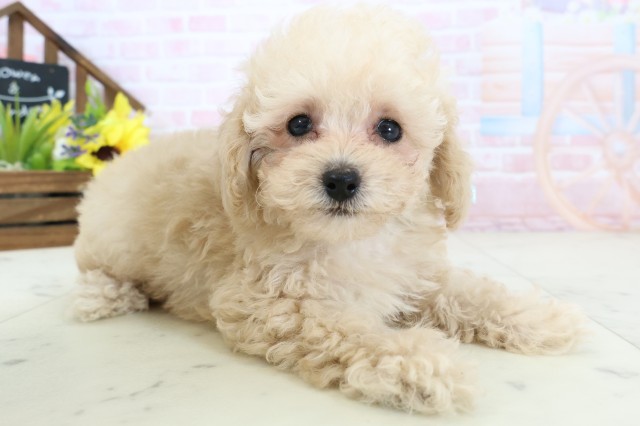 山口県のトイプードル(トイ) (Coo&RIKUシーモール下関店/2026年2月28日生まれ/男の子/ペールフォーン)の子犬の2枚目の画像