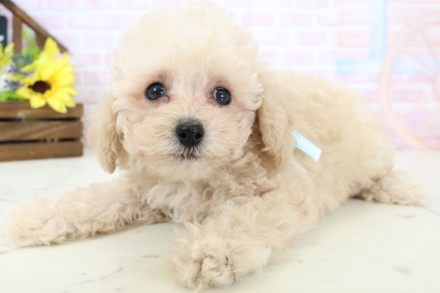 山口県のトイプードル(トイ) (Coo&RIKUシーモール下関店/2026年2月28日生まれ/男の子/ペールフォーン)の子犬の3枚目の画像