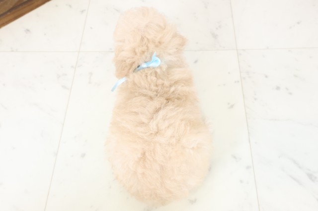 山口県のトイプードル(トイ) (Coo&RIKUシーモール下関店/2026年2月28日生まれ/男の子/ペールフォーン)の子犬の4枚目の画像