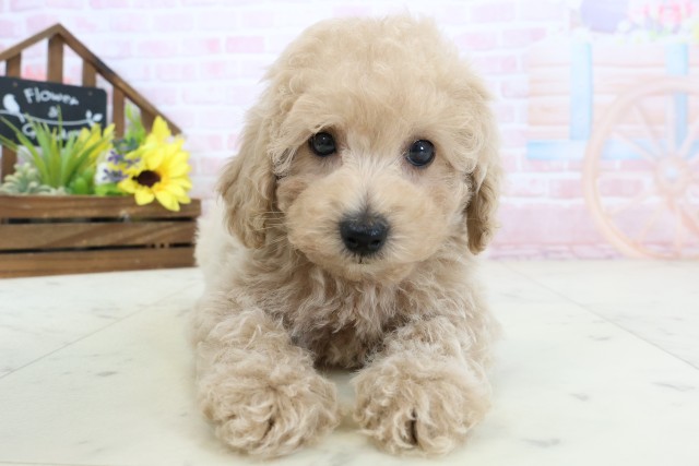 愛媛県のトイプードル(トイ) (Coo&RIKUイオンタウン川之江店/2026年2月28日生まれ/男の子/ペールフォーン)の子犬の1枚目の画像