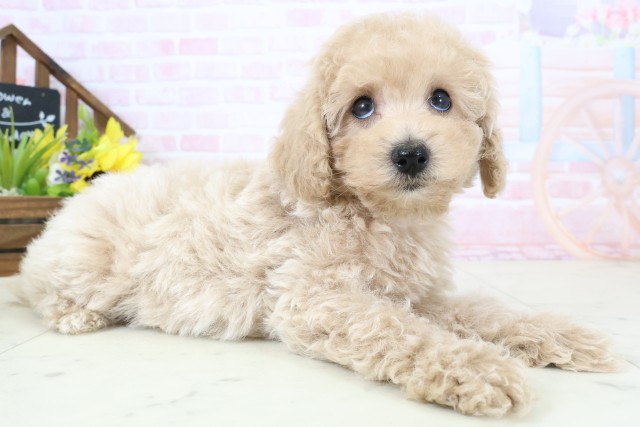 愛媛県のトイプードル(トイ) (Coo&RIKUイオンタウン川之江店/2026年2月28日生まれ/男の子/ペールフォーン)の子犬の2枚目の画像
