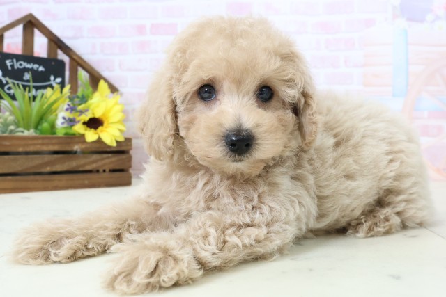 愛媛県のトイプードル(トイ) (Coo&RIKUイオンタウン川之江店/2026年2月28日生まれ/男の子/ペールフォーン)の子犬の3枚目の画像