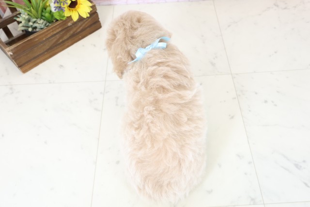 愛媛県のトイプードル(トイ) (Coo&RIKUイオンタウン川之江店/2026年2月28日生まれ/男の子/ペールフォーン)の子犬の4枚目の画像
