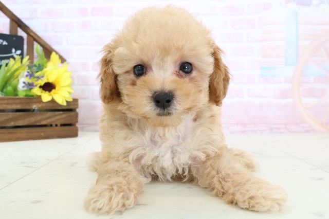 福岡県のトイプードル(トイ) (Coo&RIKU筑後店/2026年2月28日生まれ/男の子/オレンジフォーン)の子犬の1枚目の画像