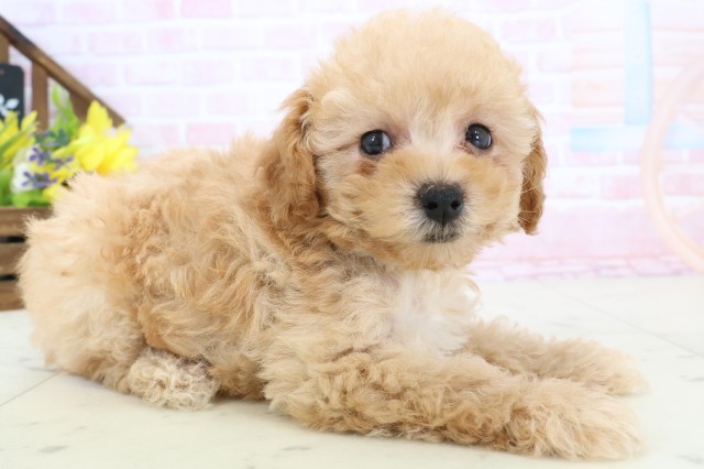 福岡県のトイプードル(トイ) (Coo&RIKU筑後店/2026年2月28日生まれ/男の子/オレンジフォーン)の子犬の2枚目の画像