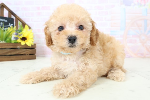 福岡県のトイプードル(トイ) (Coo&RIKU筑後店/2026年2月28日生まれ/男の子/オレンジフォーン)の子犬の3枚目の画像