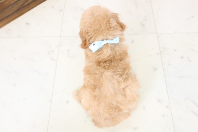 福岡県のトイプードル(トイ) (Coo&RIKU筑後店/2026年2月28日生まれ/男の子/オレンジフォーン)の子犬の4枚目の画像