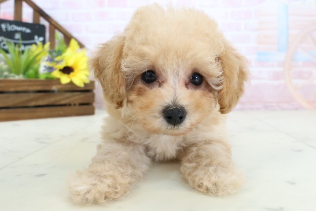 トイ・プードル