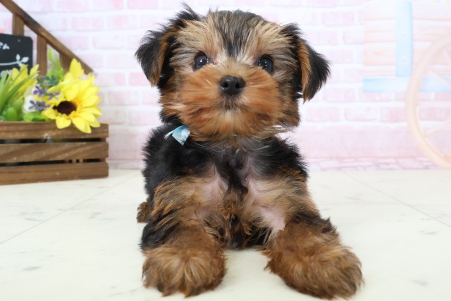 山口県のヨークシャーテリア (Coo&RIKUサンパークあじす店/2026年2月28日生まれ/男の子/スチールブルータン)の子犬の1枚目の画像