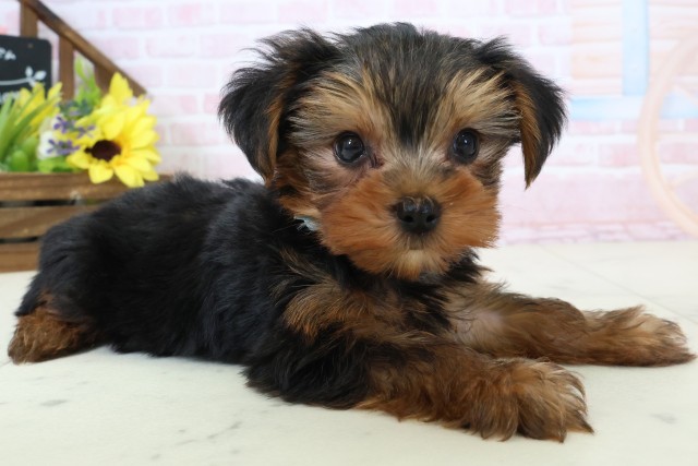 山口県のヨークシャーテリア (Coo&RIKUサンパークあじす店/2026年2月28日生まれ/男の子/スチールブルータン)の子犬の2枚目の画像