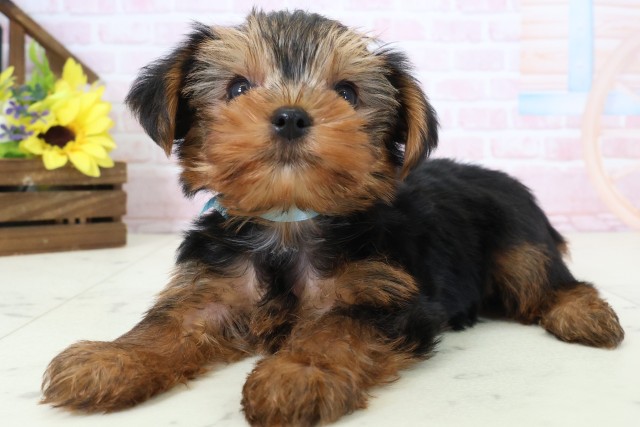 山口県のヨークシャーテリア (Coo&RIKUサンパークあじす店/2026年2月28日生まれ/男の子/スチールブルータン)の子犬の3枚目の画像