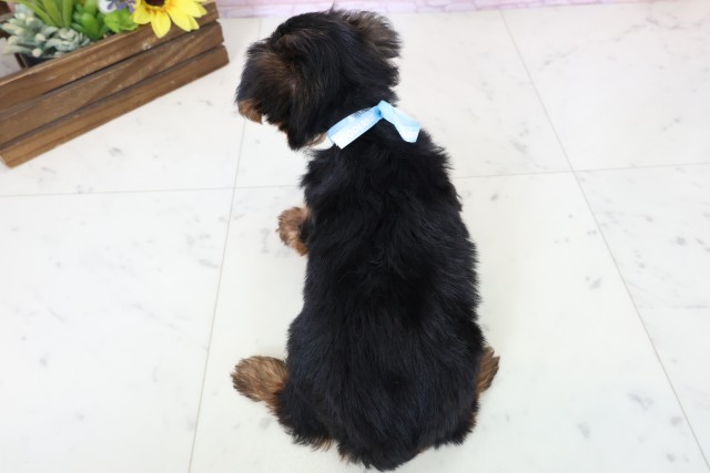 山口県のヨークシャーテリア (Coo&RIKUサンパークあじす店/2026年2月28日生まれ/男の子/スチールブルータン)の子犬の4枚目の画像