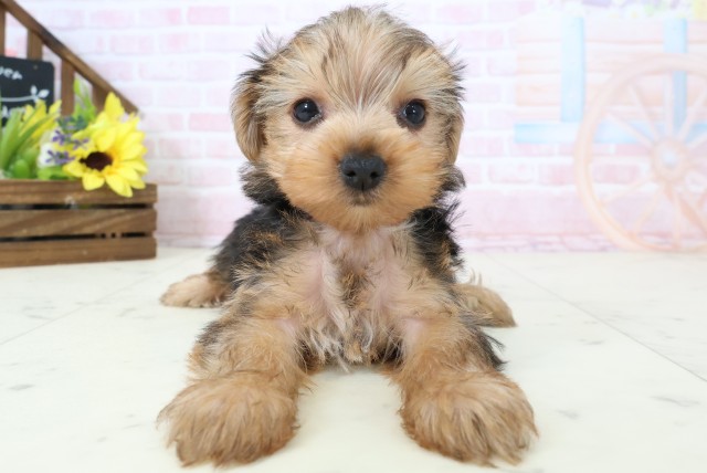 鹿児島県のヨークシャーテリア (Coo&RIKU鹿児島店/2026年2月28日生まれ/女の子/スチールブルータン)の子犬の1枚目の画像