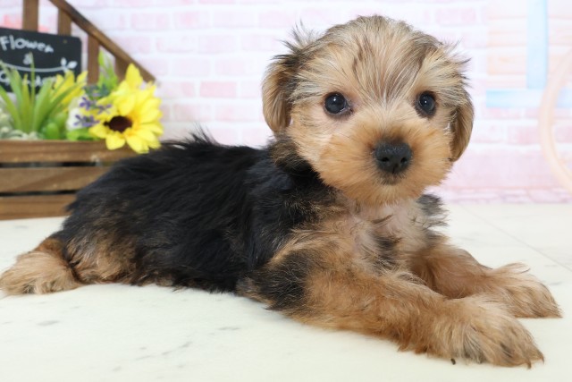 鹿児島県のヨークシャーテリア (Coo&RIKU鹿児島店/2026年2月28日生まれ/女の子/スチールブルータン)の子犬の2枚目の画像