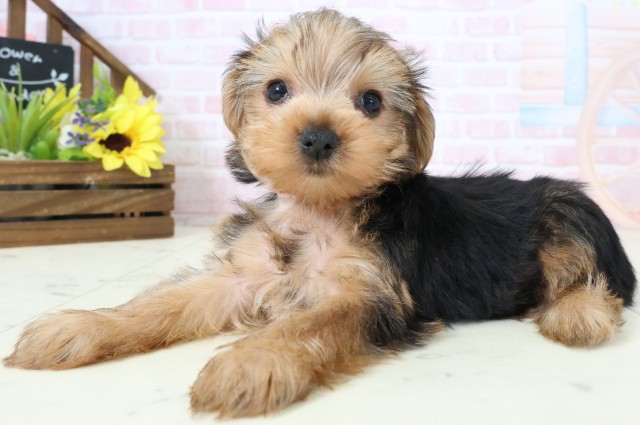 鹿児島県のヨークシャーテリア (Coo&RIKU鹿児島店/2026年2月28日生まれ/女の子/スチールブルータン)の子犬の3枚目の画像