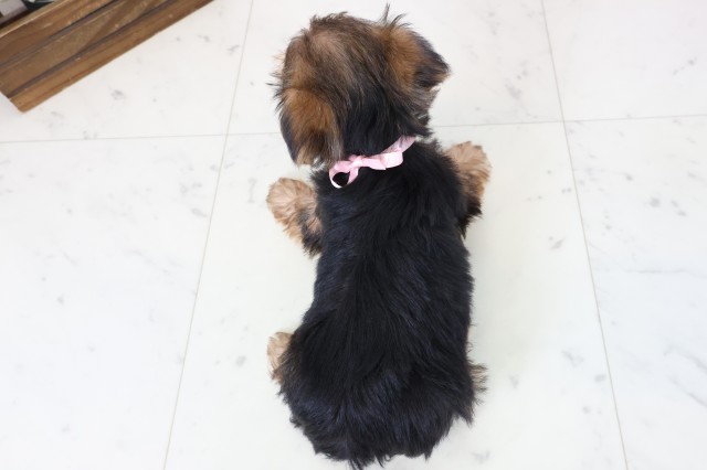 鹿児島県のヨークシャーテリア (Coo&RIKU鹿児島店/2026年2月28日生まれ/女の子/スチールブルータン)の子犬の4枚目の画像